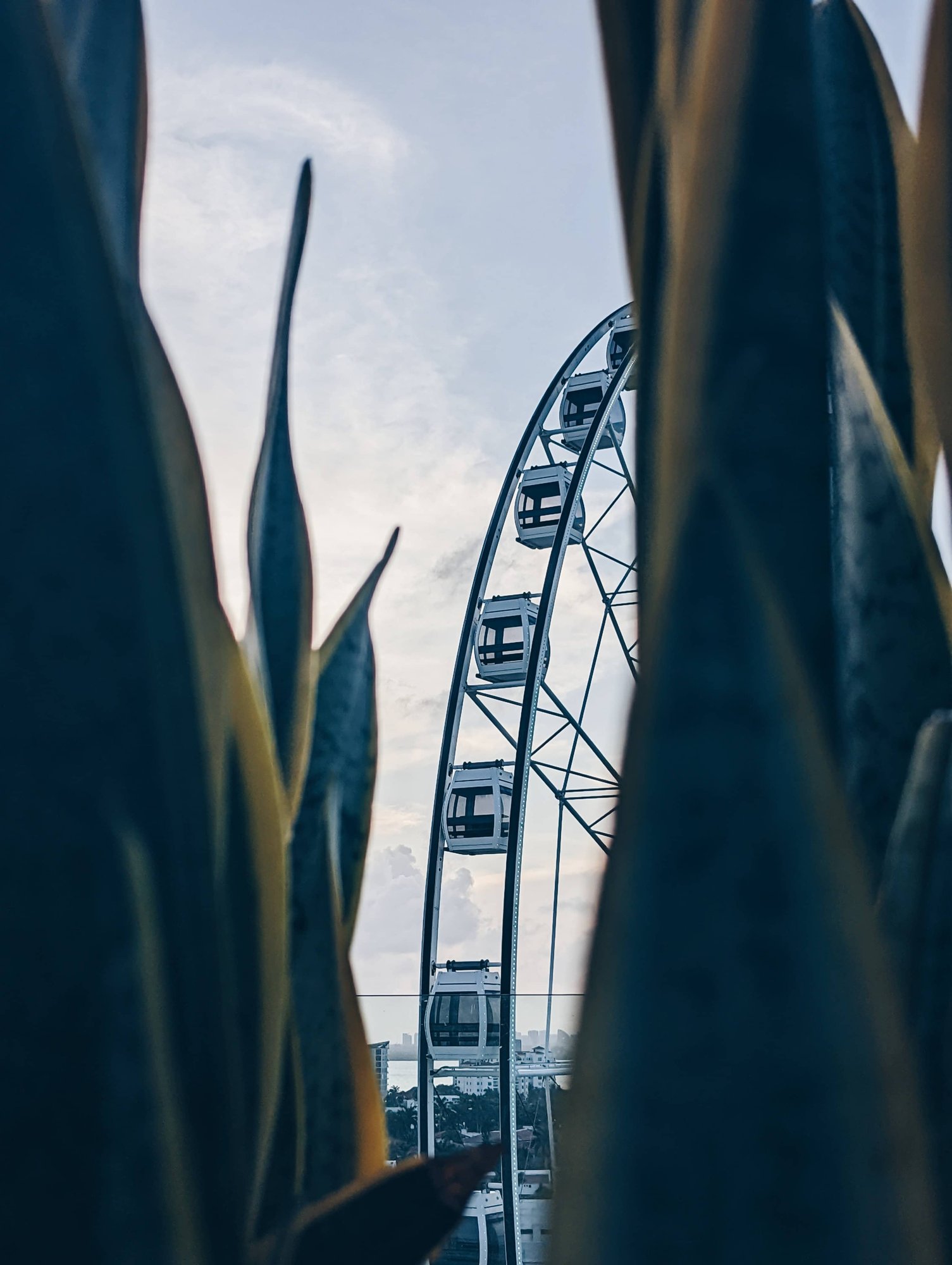 Snake plant in front of ferriss wheel